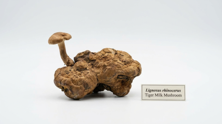 فطر نمر الحليب dxn - Tiger Milk Mushroom
